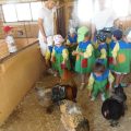 GRANJA-2026-056